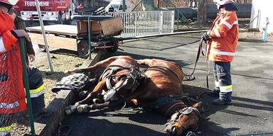 Kutscher fiel von Gespann - Pferde gingen durch