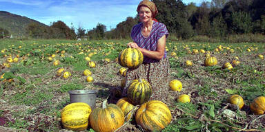 kuerbisernte1_