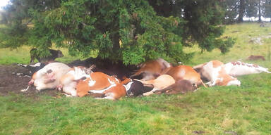 Blitz trifft Kuh-Herde: Nur "Gl&uuml;ck" &uuml;berlebte