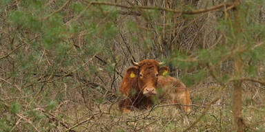 Kuh flieht vor Schlachter in den Wald