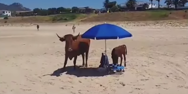 Kuh und Kalb