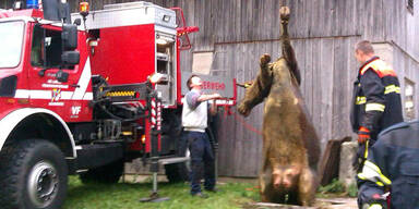 Kuh st&uuml;rzte in G&uuml;llegrube ab