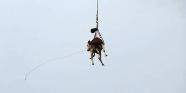 Kuh flog mit Heli heim in ihren Stall