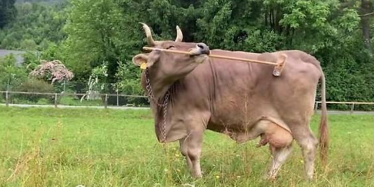 Spar verkauft Vronis Rückenkratzer-Set