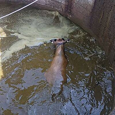 Kuh fiel in Jauchengrube