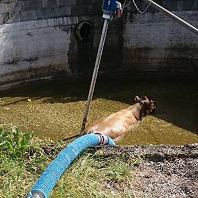 Kuh fiel in Jauchengrube