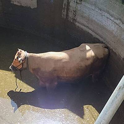 Kuh fiel in Jauchengrube