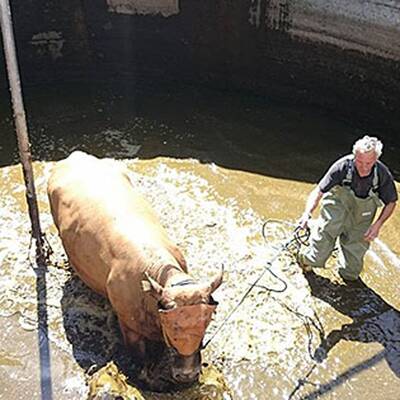 Kuh fiel in Jauchengrube