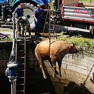 Kuh fiel in Jauchengrube