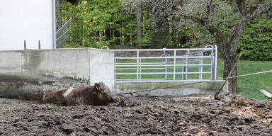 Tr&auml;chtige Kuh fiel in G&uuml;llegrube