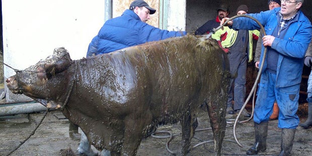 800-Kilo-Kuh stürzt in Jauchegrube