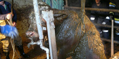 800-Kilo-Kuh st&uuml;rzt in Jauchegrube