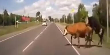 Auto rammt Rinder beim Sch&auml;ferst&uuml;ndchen