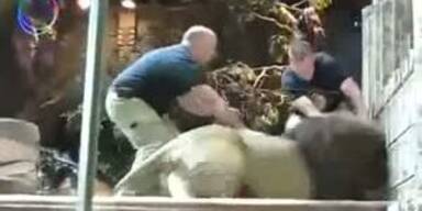 Löwe attackiert eigenen Tierpfleger