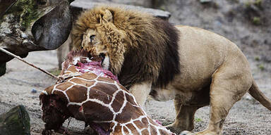 Löwe Kopenhagener Zoo