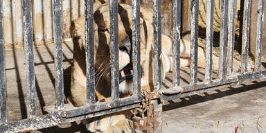 Das ist der traurigste Zoo der Welt