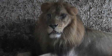 Rettung von zw&ouml;lf Tieren aus "schlimmstem Zoo Europas" l&auml;uft