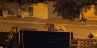 Löwe Italien