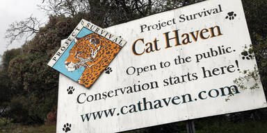 Kalifornien: Löwe tötet Tierpflegerin