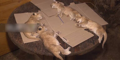 Vier L&ouml;wenbabys kurz nach Geburt erfroren