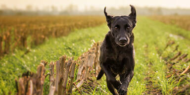 M&auml;dchen von Hund ins Gesicht gebissen
