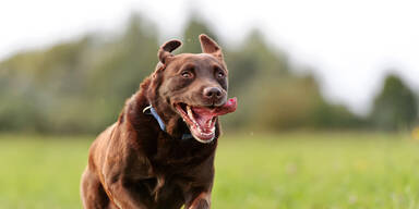 Mann von freilaufendem Hund gebissen