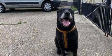 Nach mehr als 10 Jahren: Alter Labrador mit herzloser Botschaft ausgesetzt