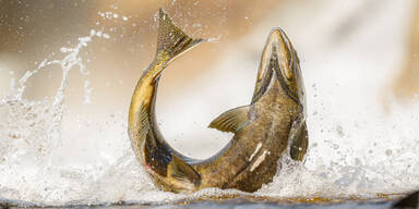 Drogen im Zulaufwasser: Lachse auf Koks rasten aus