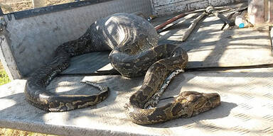 Schlange stirbt an Stachelschwein 