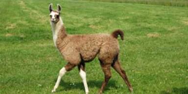 lama