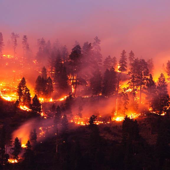 Landwirtschaftsministerium warnt vor Waldbrandgefahr