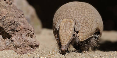 G&uuml;rteltier Lanzelot orakelt WM-Spiele