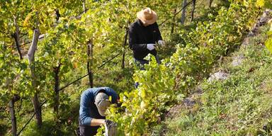 N&Ouml;-Winzer erwarten einen sehr guten Jahrgang