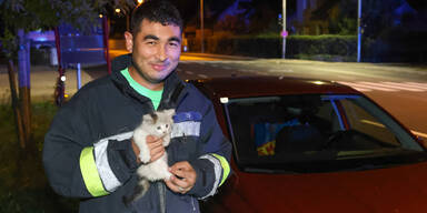 Kleines Kätzchen wurde gerettet.