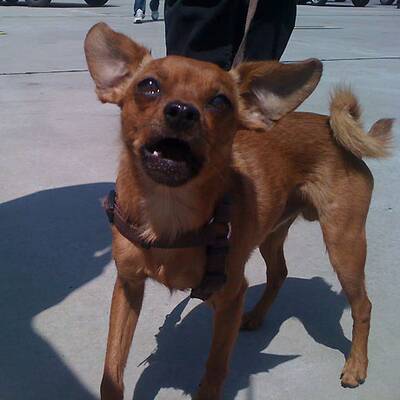 Promis im Life-Ball-Flieger