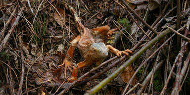 Spazierg&auml;nger findet Leguan