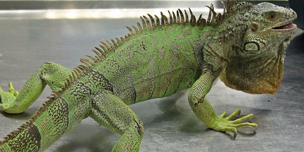 Feuerwehr rettet Leguan aus 16. Stock