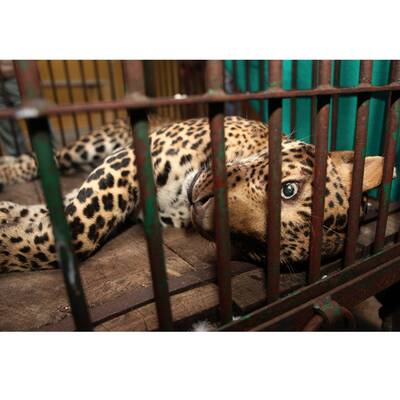 Ein ausgewachsener Leopard hat im Nordosten Indiens Angst und Schrecken verbreitet und vier Menschen verletzt. 