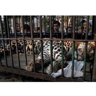 Ein ausgewachsener Leopard hat im Nordosten Indiens Angst und Schrecken verbreitet und vier Menschen verletzt. 