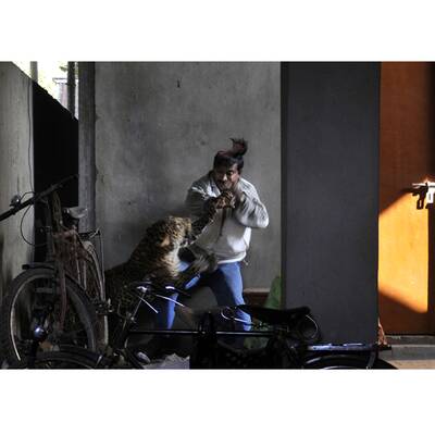 Ein ausgewachsener Leopard hat im Nordosten Indiens Angst und Schrecken verbreitet und vier Menschen verletzt. 