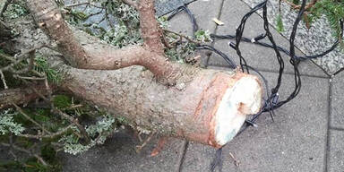 Christbaum geköpft Leoben