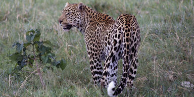 Leopard