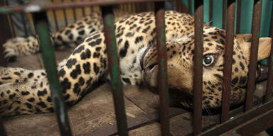 Leopard skalpiert Mann in Indien