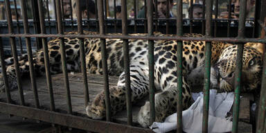 Leopard skalpiert Mann in Indien