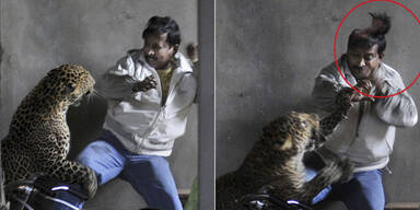 Leopard skalpiert Mann in Indien