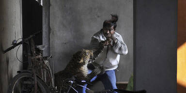 Leopard skalpiert Mann in Indien