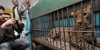 Leopard skalpiert Mann in Indien