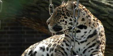 Leopard biss Dompteur-Tochter ins Genick