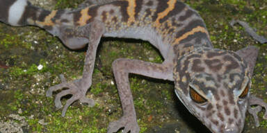 163 neue Arten am Mekong entdeckt