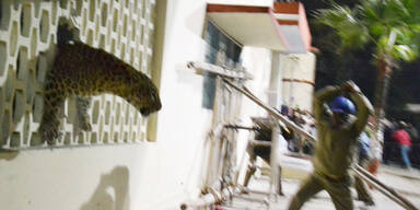 Leopard streunt durch Stadt und löst Panik aus